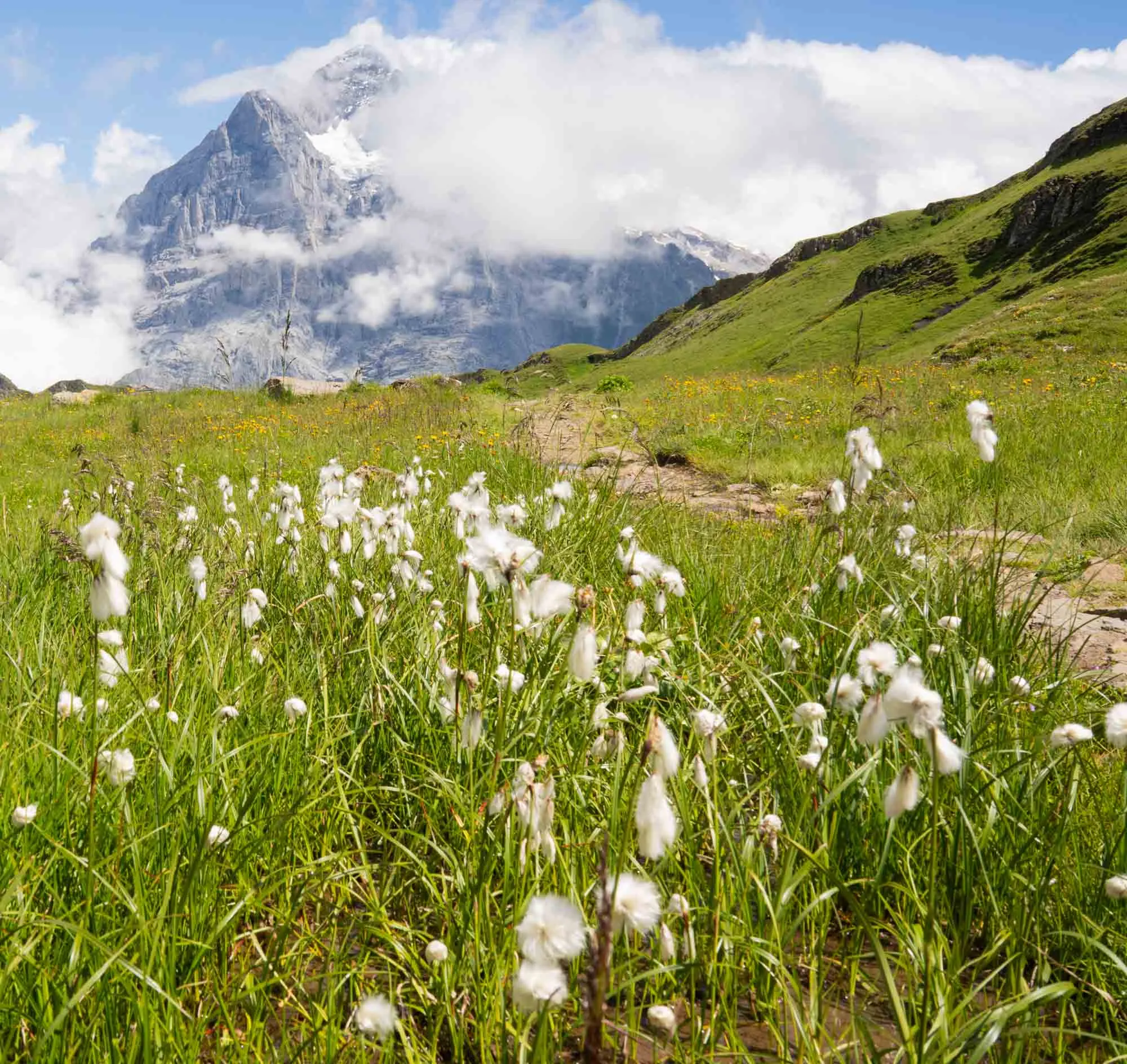 grindelwald trail cottongrass