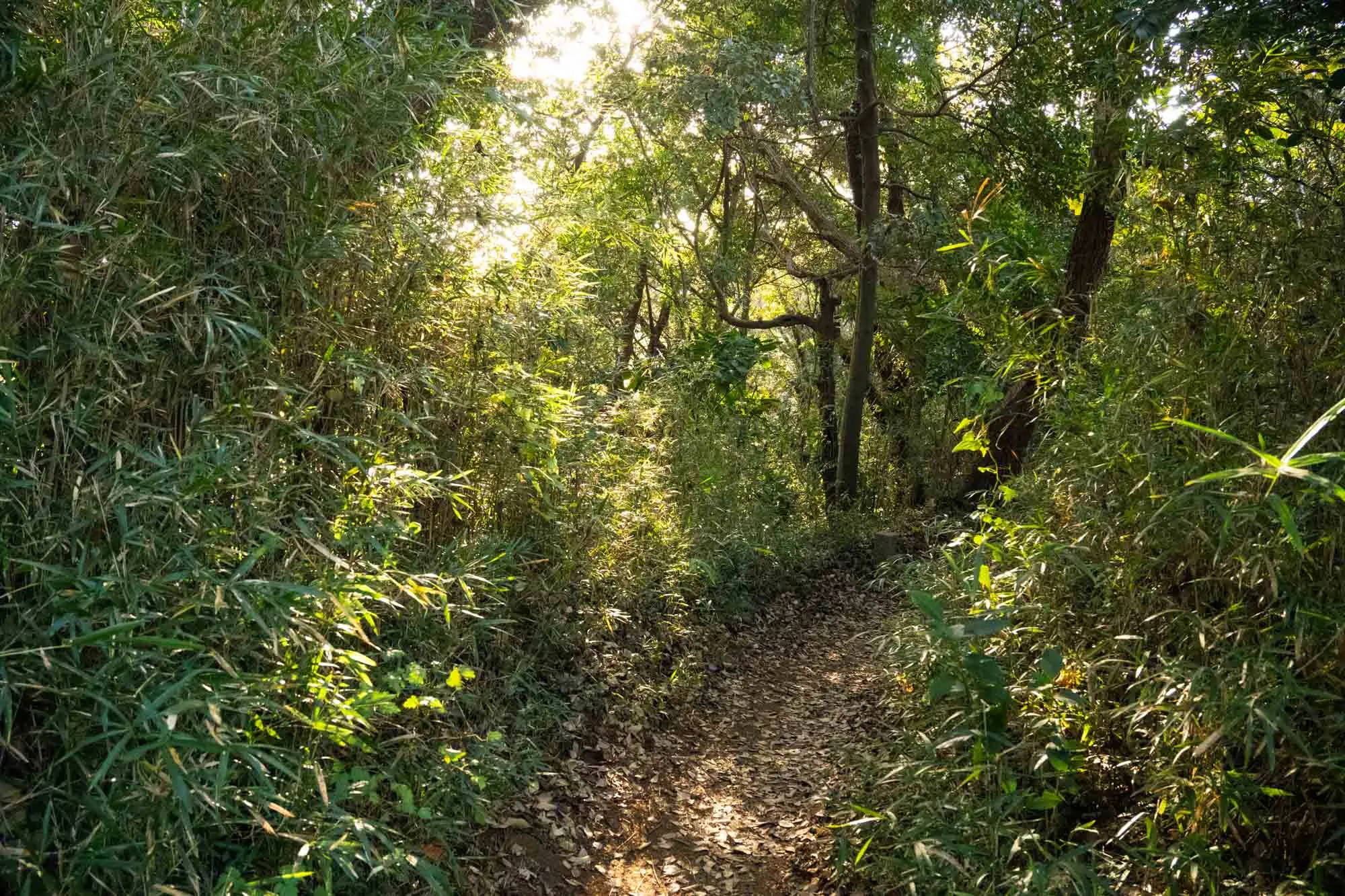 kamakura trail bissetti bamboo bush into the light