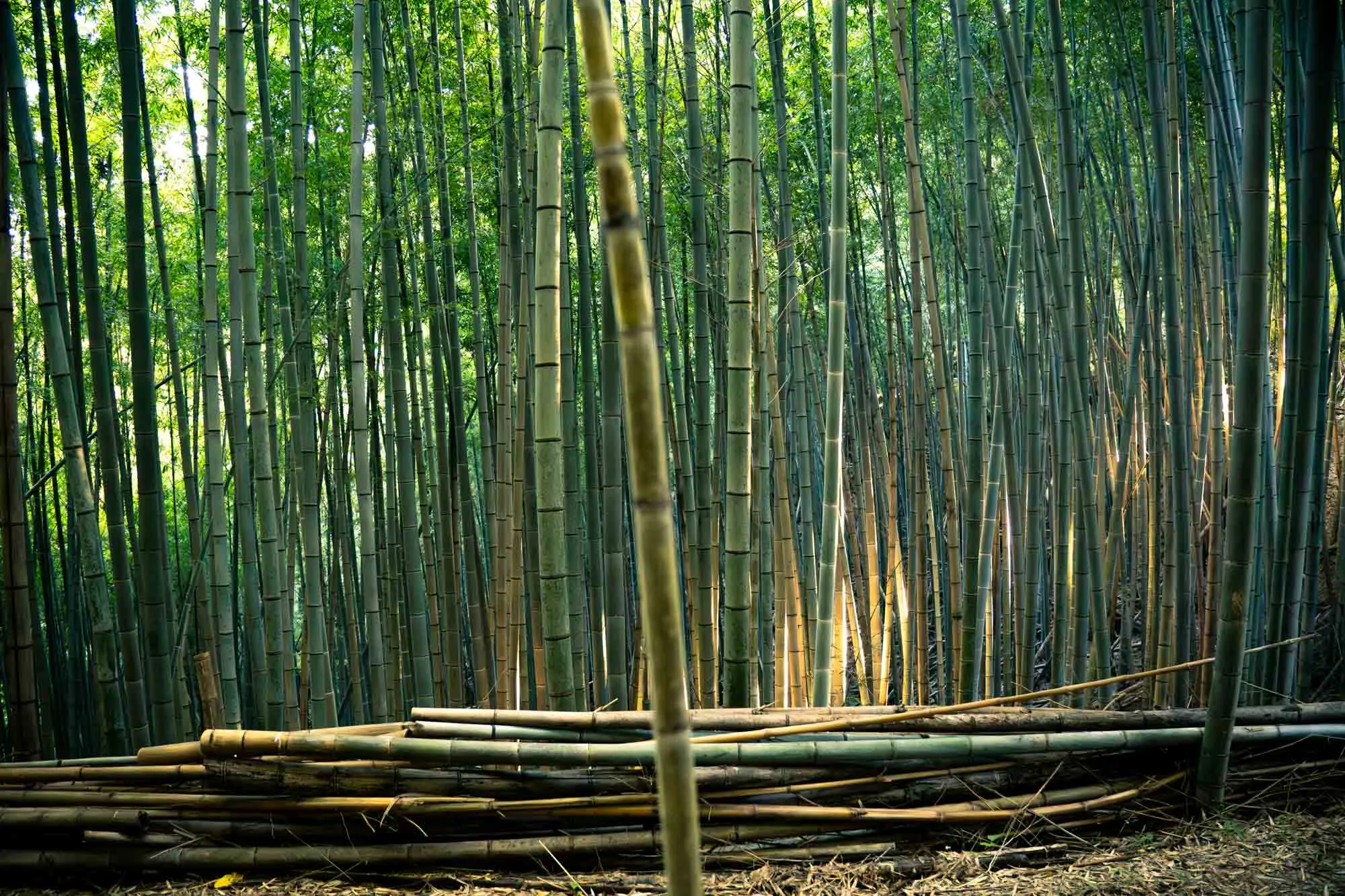 kamakura trail light hitting bamboo grove wide