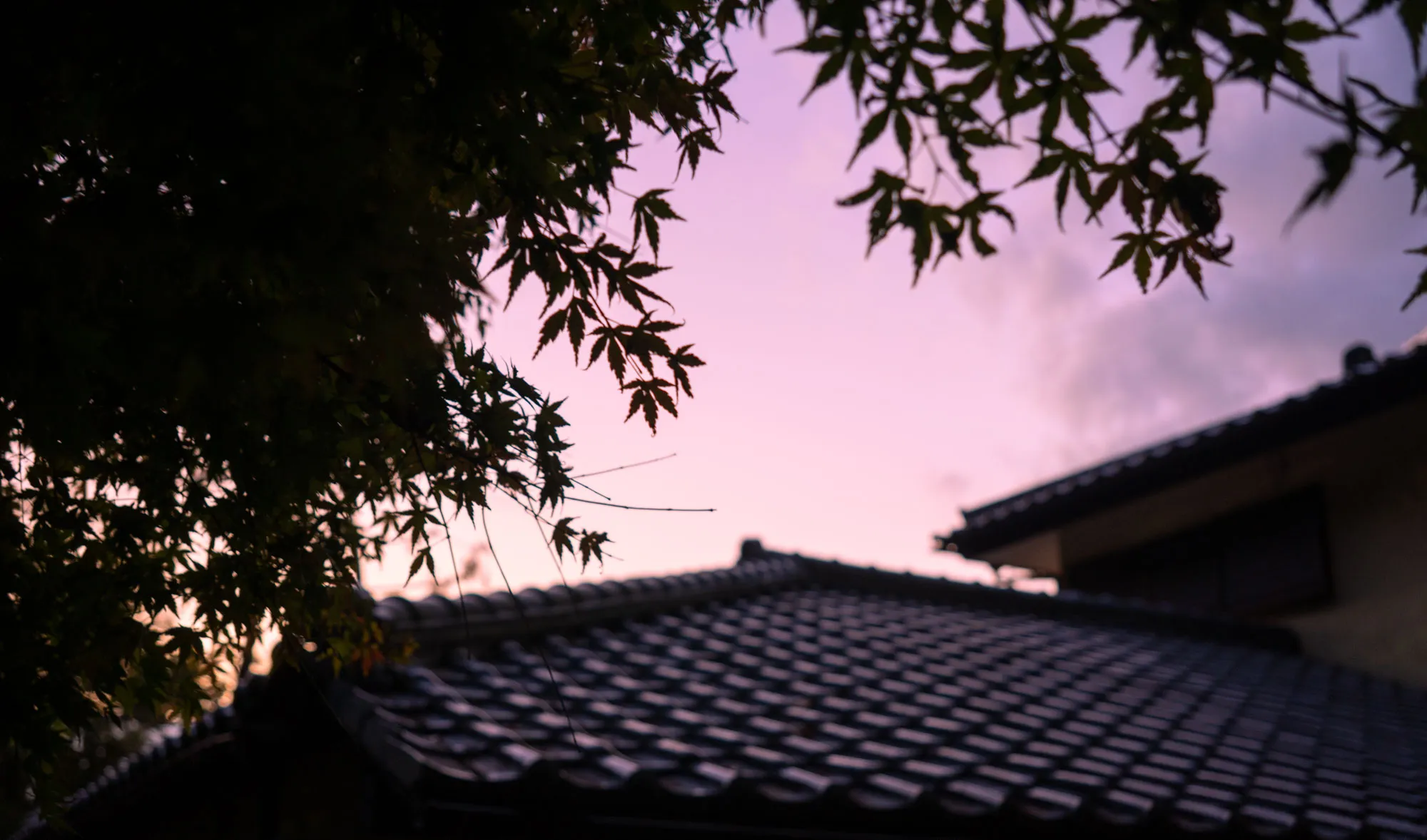 kamakura trail twilight purple sky with autumn maple silhouette