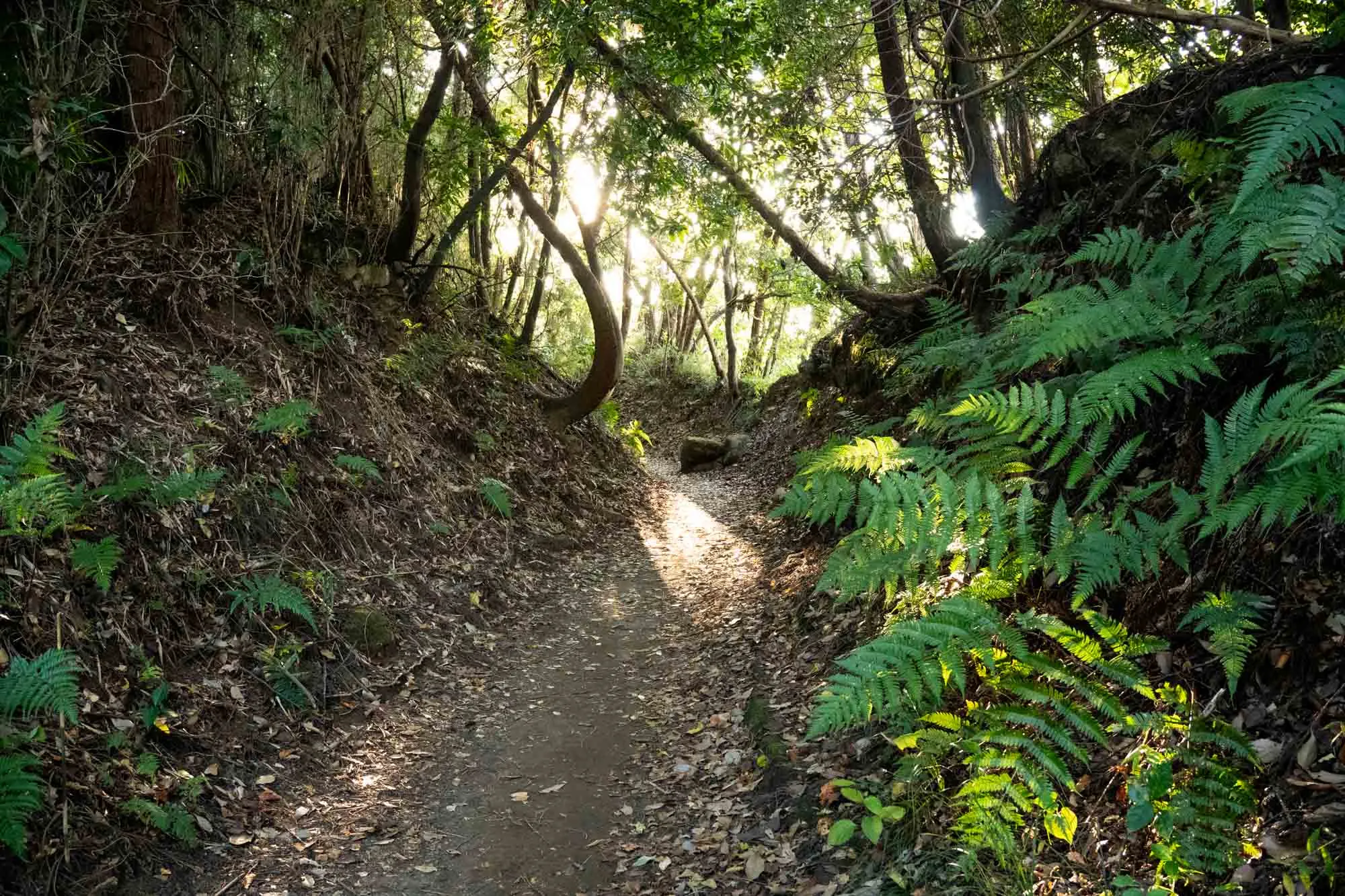 kamakura trail with ferns and trees into the light
