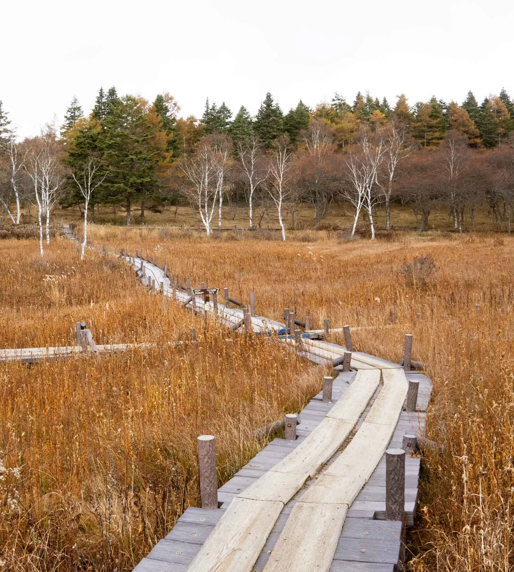 nyukasa marshland boardwalk in autumn