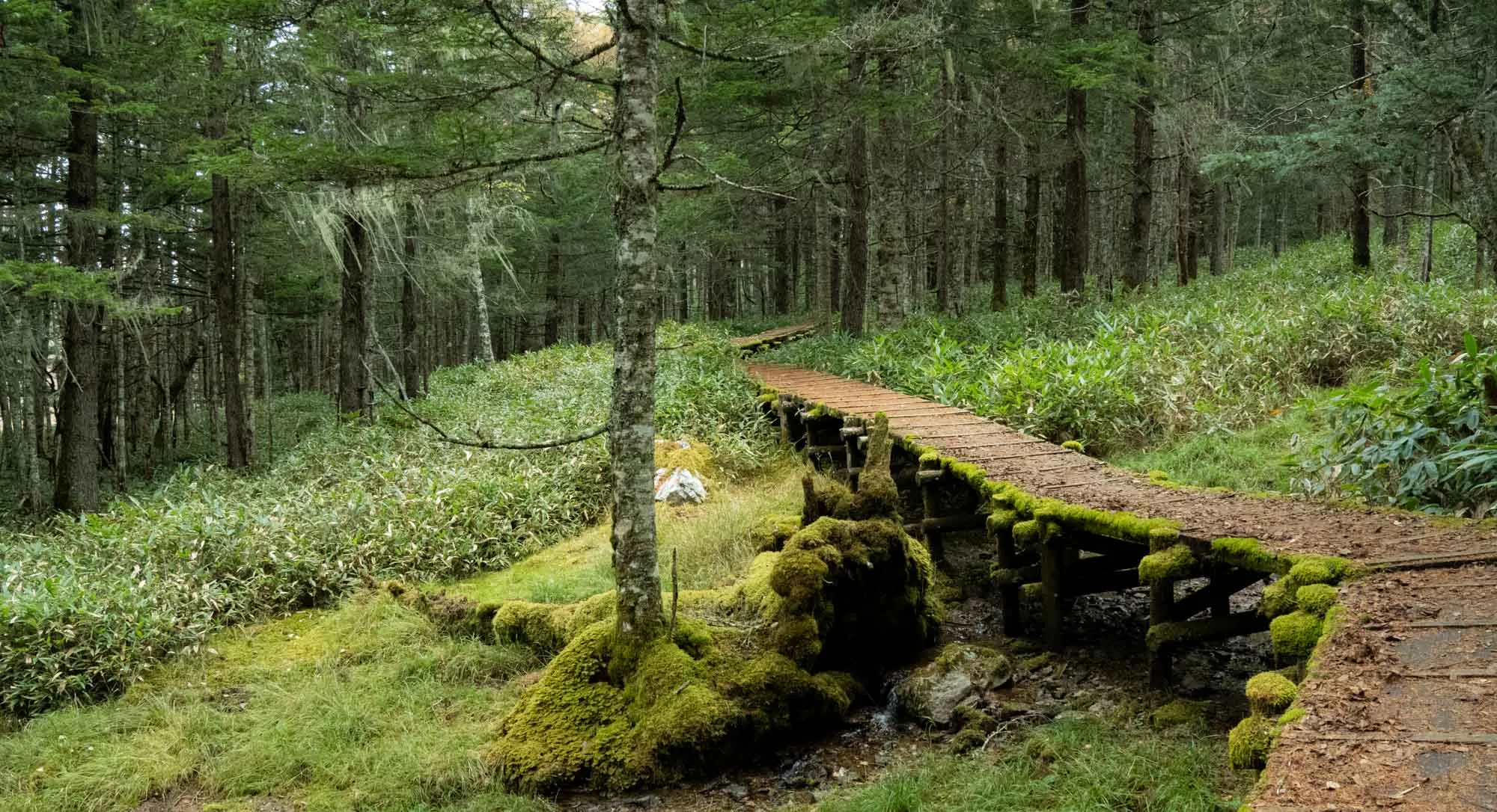nyukasa oahara moss forest boardwalk