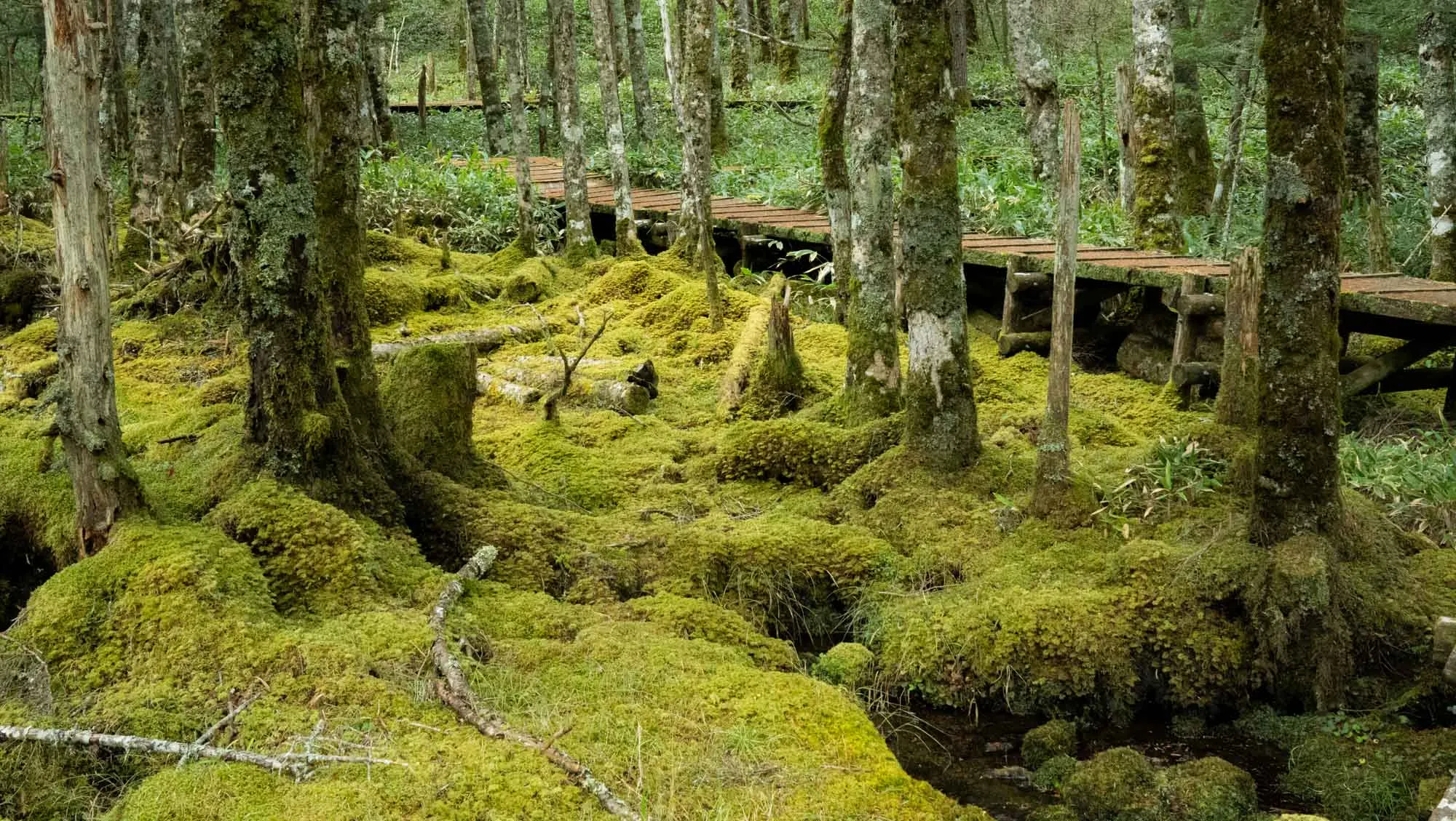nyukasa oahara moss forest