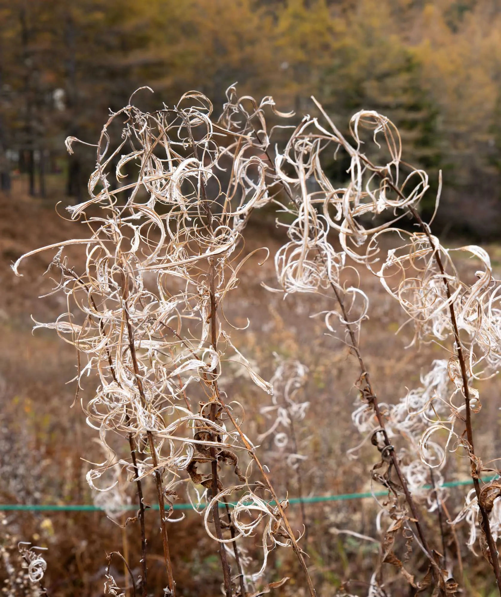 nyukasa trail fireweed plant dried seed pods
