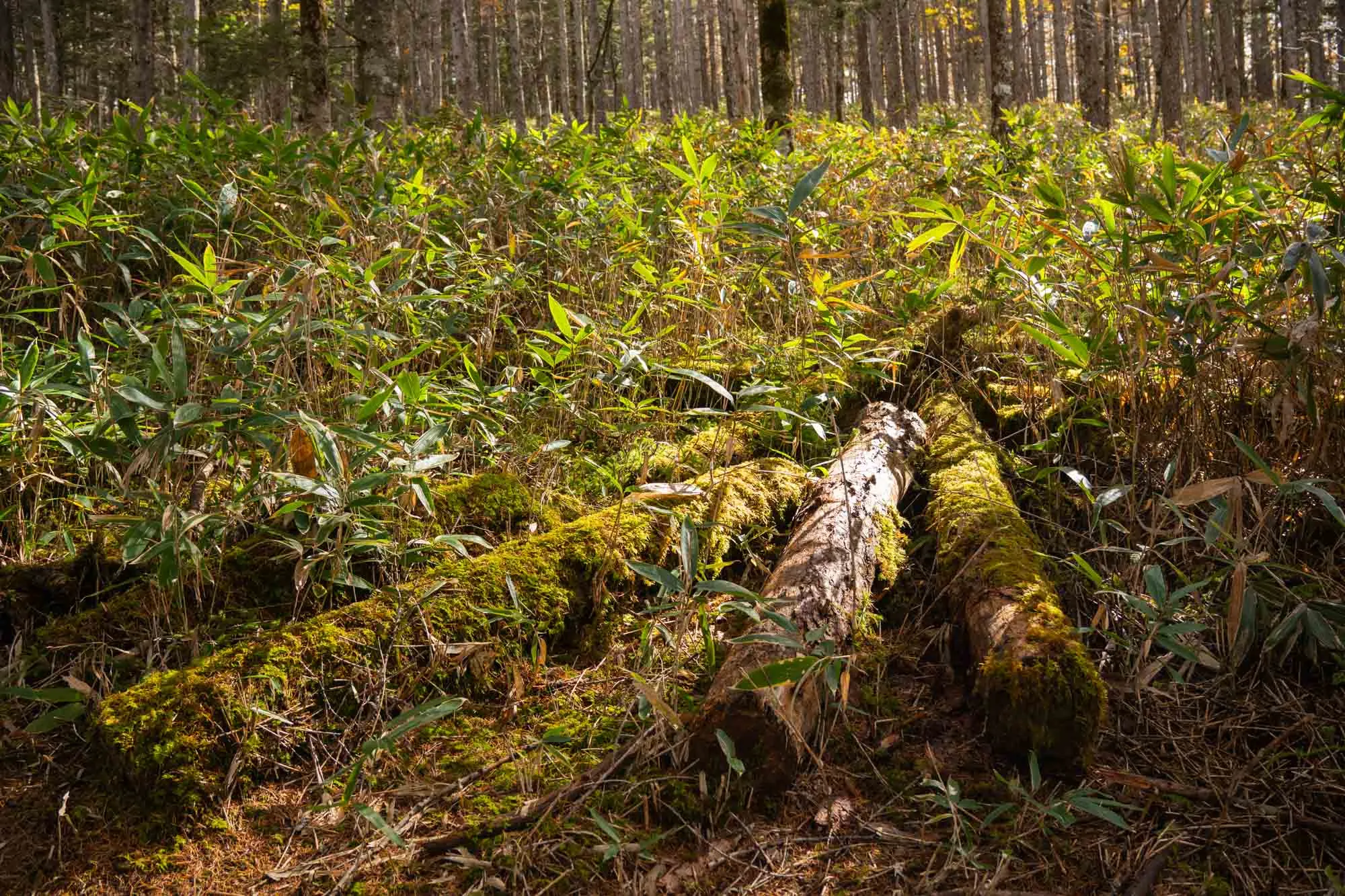 nyukasa trail logs and bush in soft light