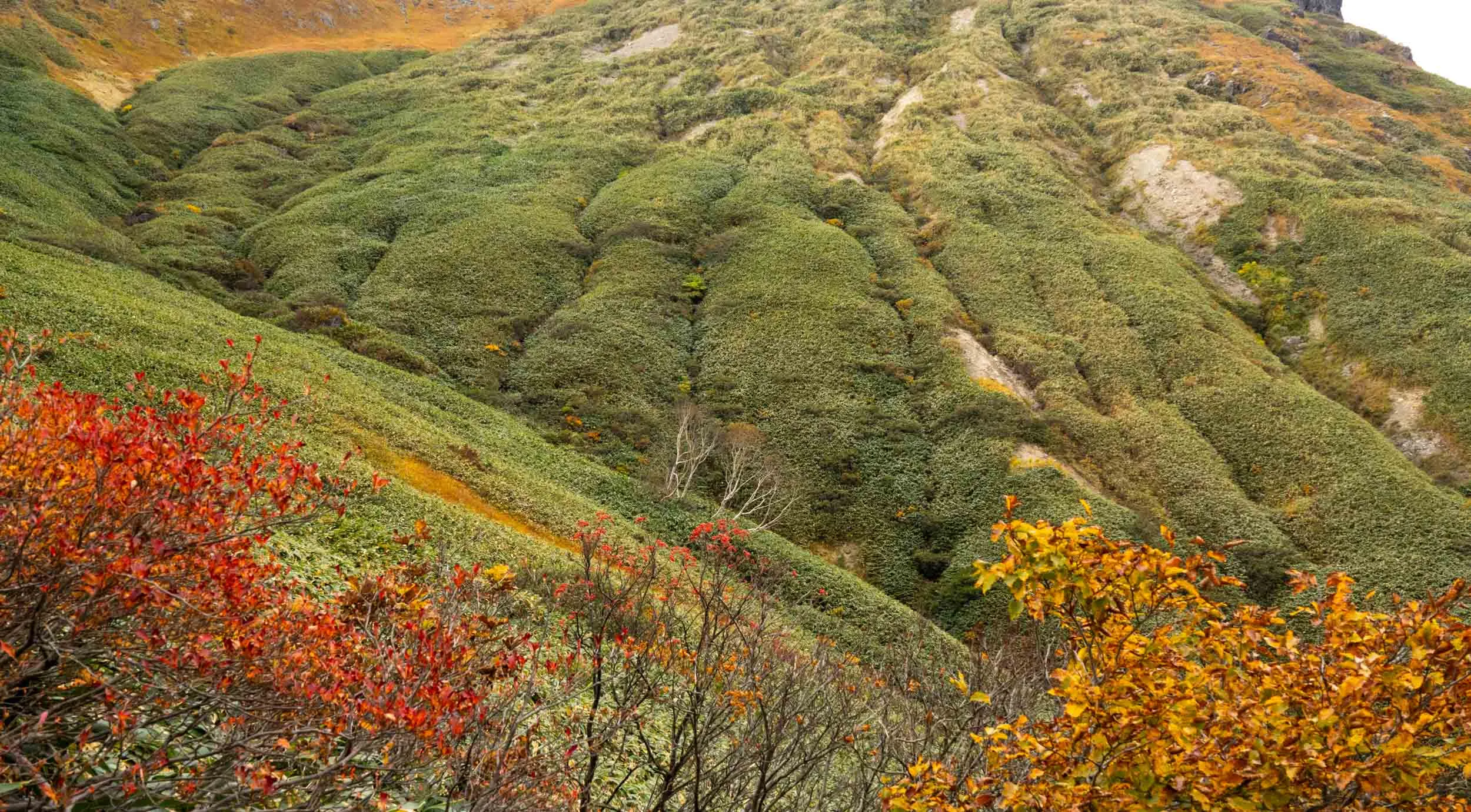 tanigawa alpine bushes in autumn
