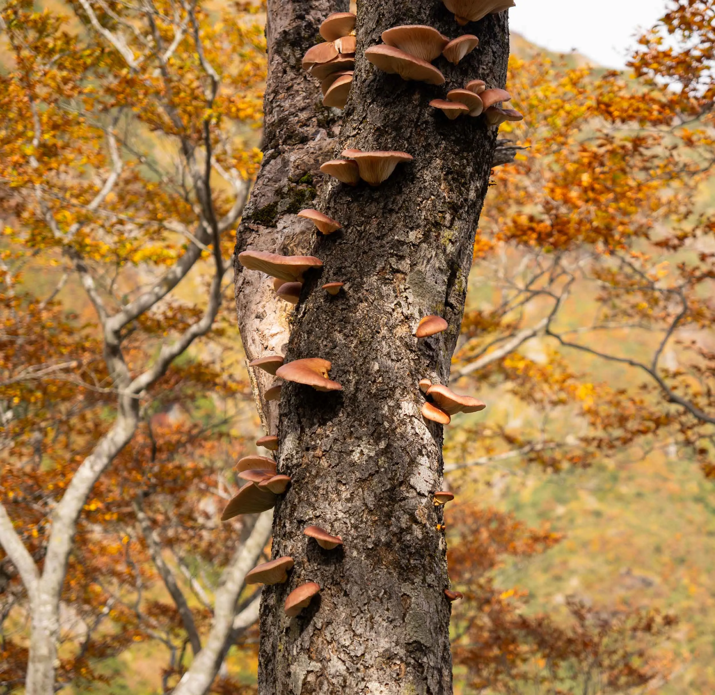 tanigawa golden mushrooms